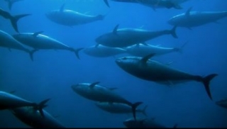  La pesca del atún azul 